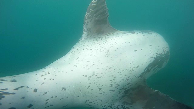 豹海豹游来游去，用慢动作与摄像机互动视频素材