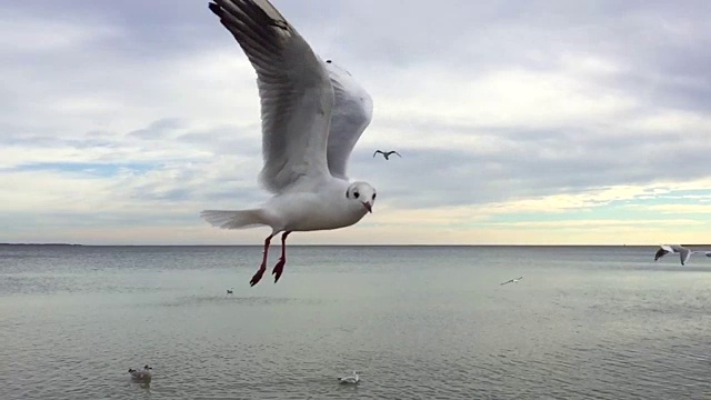 一只海鸥的慢镜头视频素材