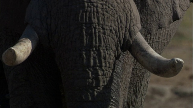 博茨瓦纳的象牙视频素材