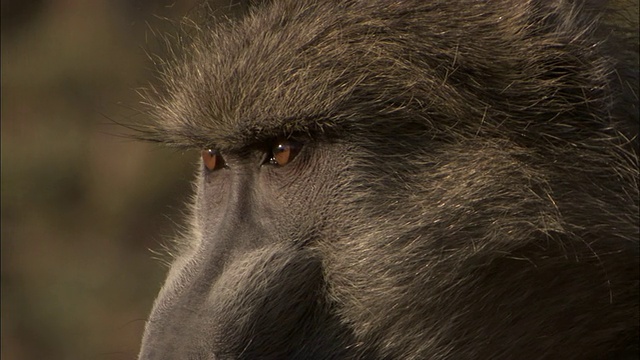博茨瓦纳，奥卡万戈三角洲，一只狒狒在四处张望视频下载