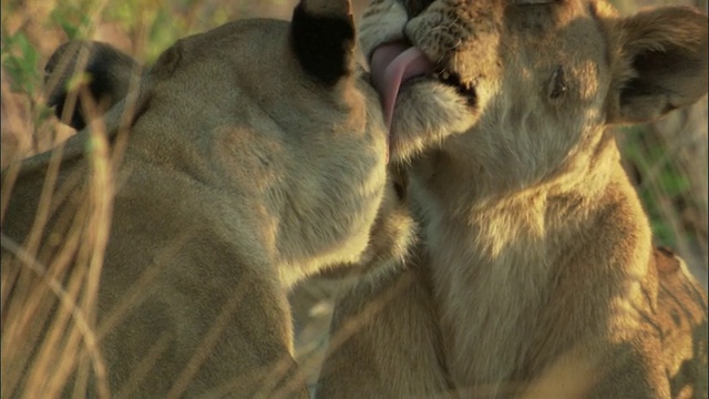 博茨瓦纳，母狮们互相梳理毛发视频下载