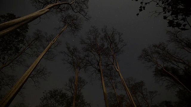 天体摄影在森林上空用干树留下的星迹。视频素材