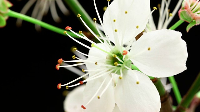 白色樱花盛开4K视频素材