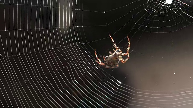 蜘蛛在织网视频下载
