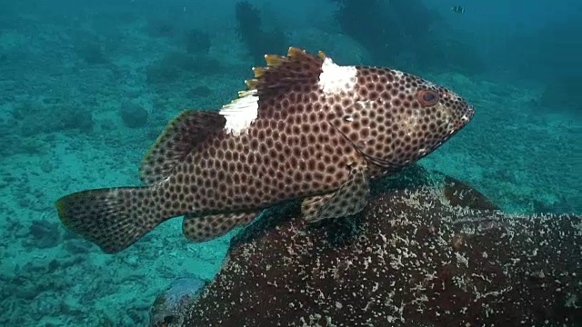 高鳍石斑鱼视频下载