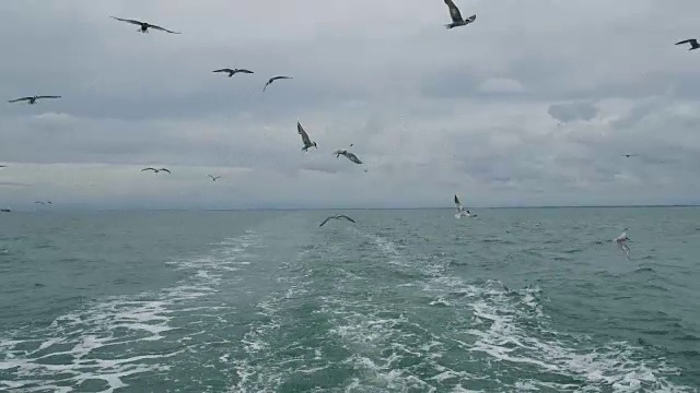 一艘船跟随海鸥飞过泡沫航迹在一艘游轮的船尾视频下载