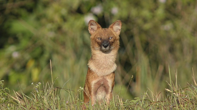 考埃国家公园的亚洲野狗视频素材