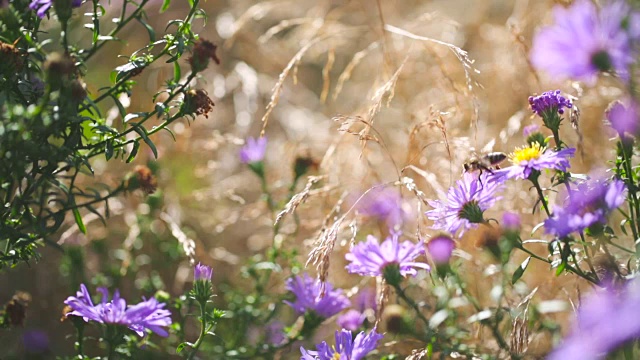 会飞的蜜蜂和紫苑视频素材
