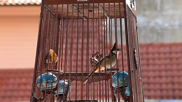 鸟笼中栖息鸟的特写镜头视频下载