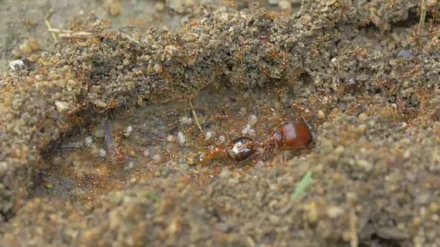蚂蚁在行动视频素材
