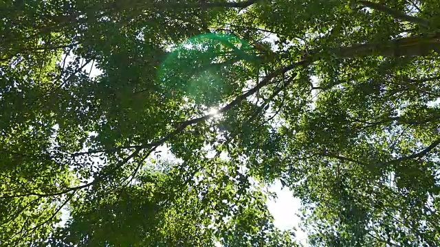 夏天落叶林视频素材