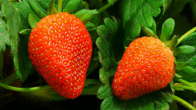 草莓在延时视频中成熟视频素材