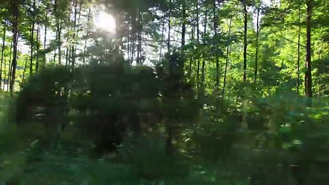 森林和树木透过4K车窗视频下载