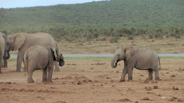 两只年轻的大象在玩耍/阿多大象公园，东开普，南非视频素材