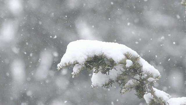 美国印第安纳州，瓦尔帕莱索，雪片飘落在被雪覆盖的杜松树枝上视频下载