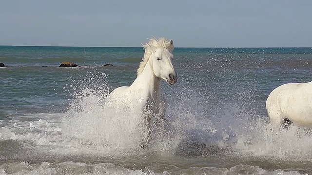 MS ZO SLO MO拍摄Camargue Horse galloting in Sea / Saintes Marie de la Mer, Camargue, France视频素材
