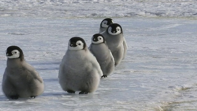 这张照片拍摄的是帝企鹅(Aptenodytes forsteri)的五只小企鹅，它们靠近、在冰上行走、滑行，然后停下来，向旁边的雪山张望视频素材