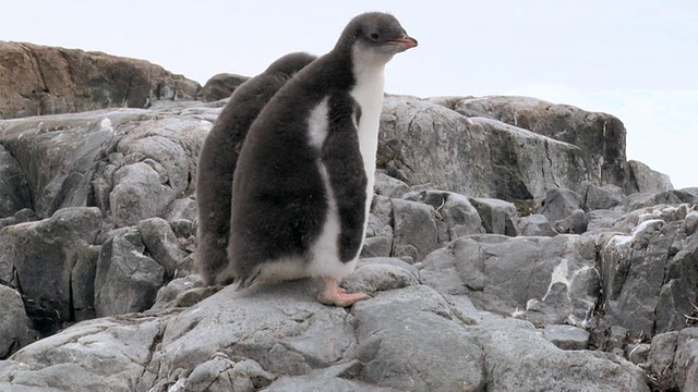 巴布亚企鹅(Pygoscelis巴布亚)的四只小企鹅在岩石上跳跃/南极洲视频素材