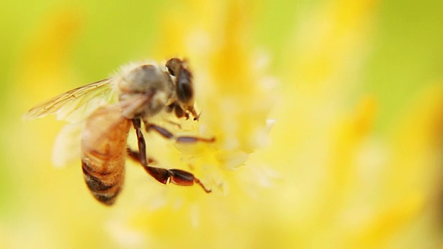 美丽的大自然蜜蜂视频素材