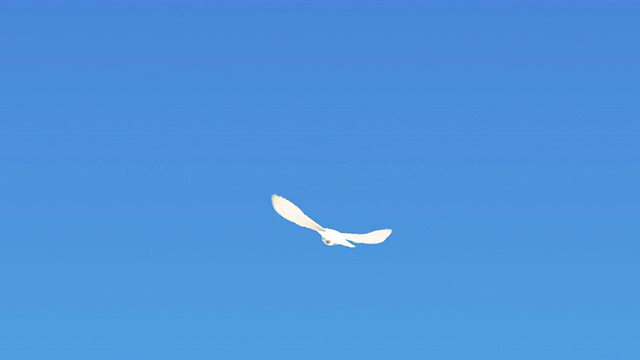 鸽子在蓝天上飞翔(超慢镜头)视频素材