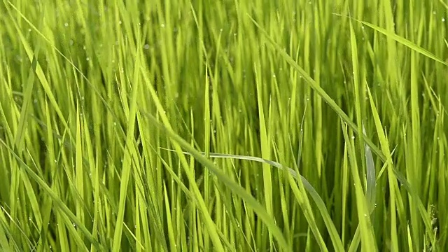 稻田-稻田视频素材