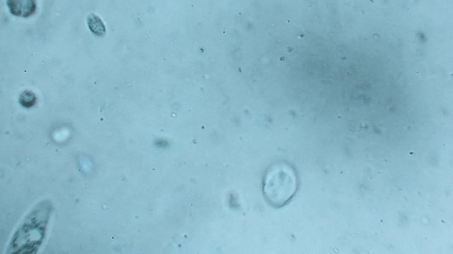 微生物在水里视频下载