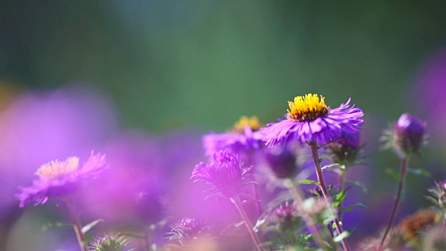 会飞的蜜蜂和紫苑视频下载