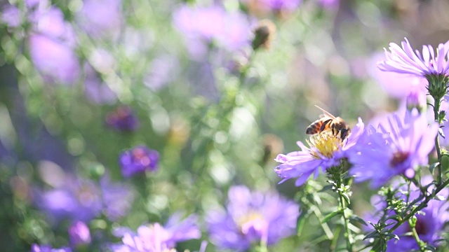 会飞的蜜蜂和紫苑视频素材