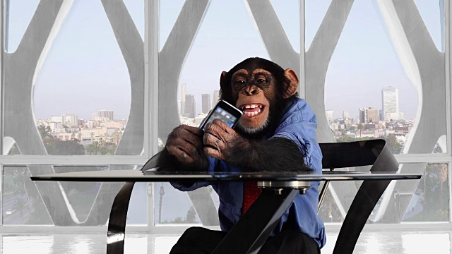 猴子智能手机洛杉矶办公室视频素材