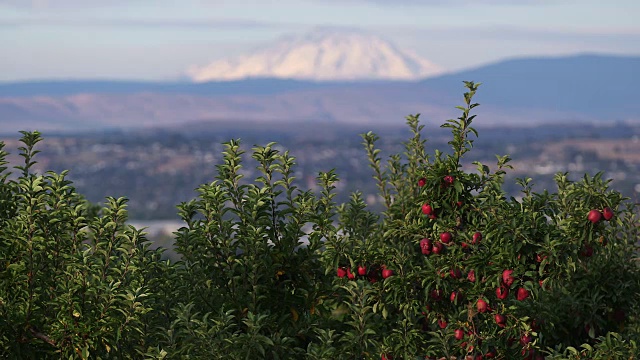 山顶上的苹果树架焦点视频下载