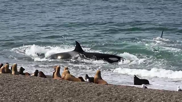 虎鲸在北角海滩捕获了海狮酒吧视频下载