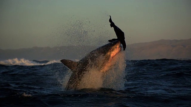 在美丽的自然光中拍摄大白鲨缺口视频素材