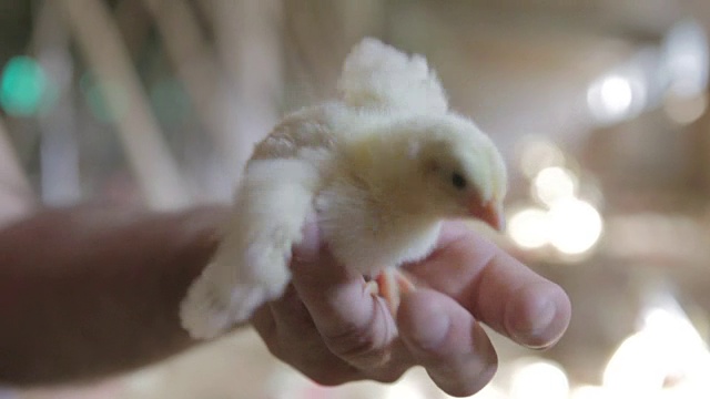 农夫手里拿着一只小鸡视频下载