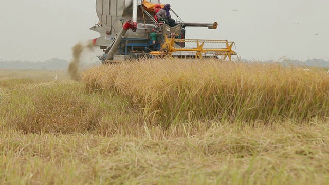 农民用联合收割机收割水稻视频素材