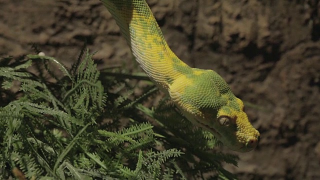 青树python视频素材