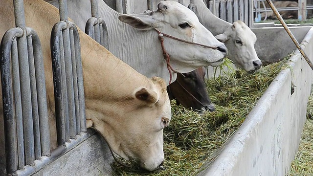 奶牛在农场的牲口棚里视频素材