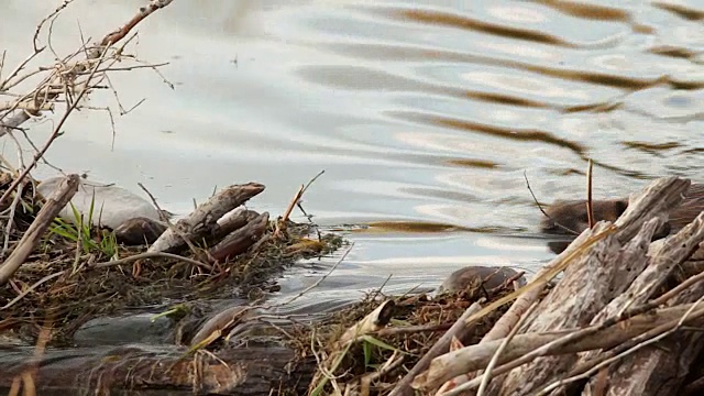 TS拍摄的美国海狸(Castor canadensis)在日落时走过他的大坝顶部视频素材