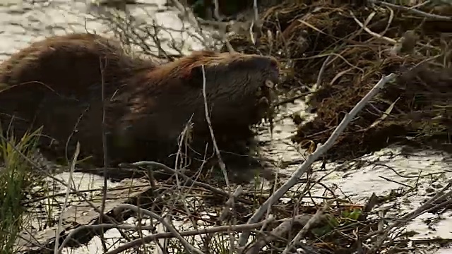 MS TS拍摄了一只美国海狸(加拿大蓖麻)嘴里叼着树枝走过大坝的照片视频素材