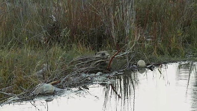 这是一只美国海狸(加拿大蓖麻)嘴里叼着树枝走过大坝的照片视频素材