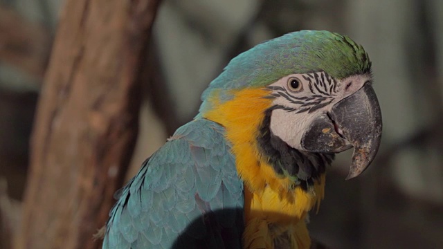 金刚鹦鹉(白瓜卡玛亚)视频素材