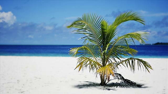 沙滩上的椰子树视频素材