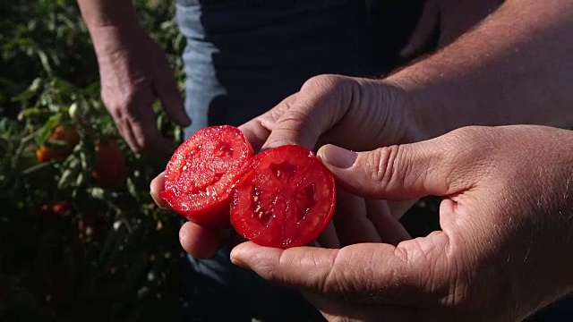田间鲜切番茄视频素材