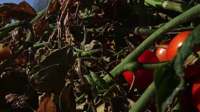 手摘绿番茄视频素材