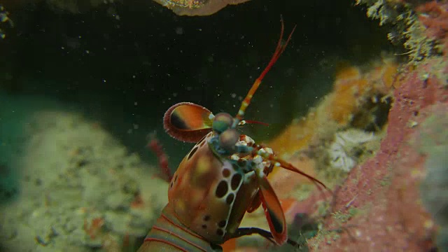 在西太平洋海床上移动的螳螂虾(4K)视频下载