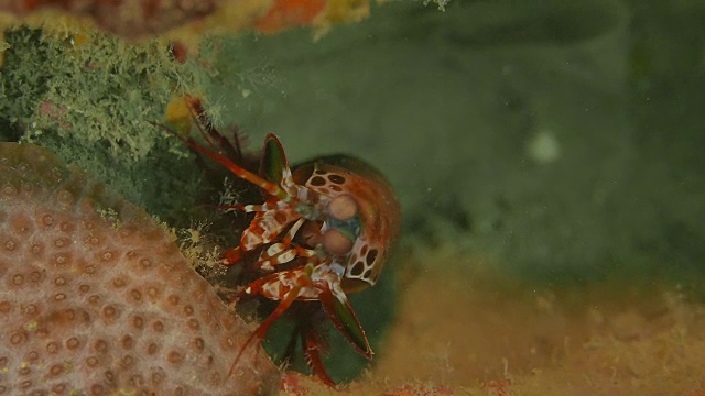 西太平洋海底螳螂虾特写(4K)视频下载