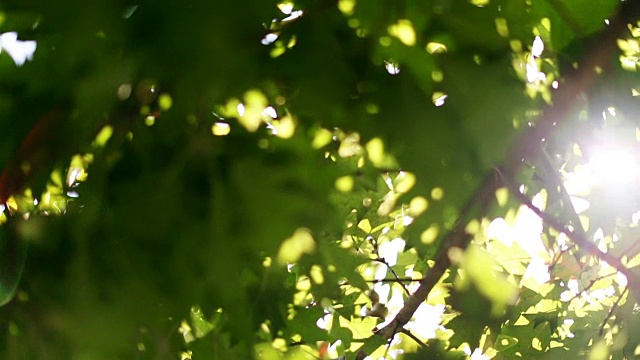 阳光透过绿叶照射在镜头上视频素材