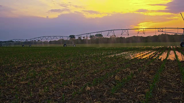 日落时分，农业洒水器在田地里洒水视频素材