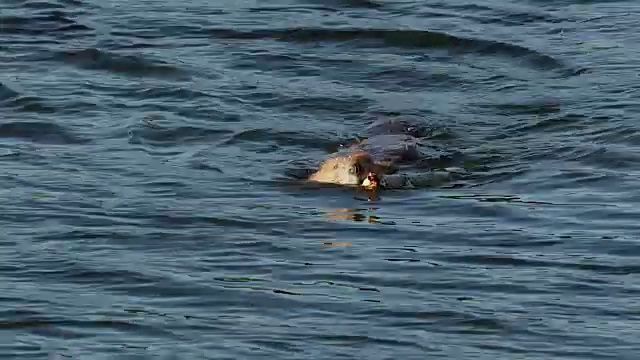 一张美国海狸(加拿大蓖麻)嘴里叼着树枝游进镜头的照片视频素材