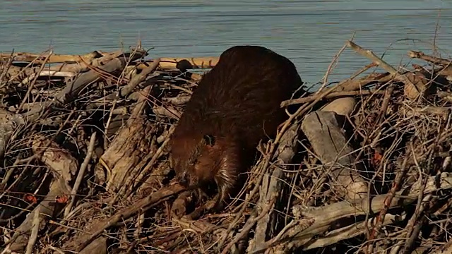 MS拍摄的美国海狸(加拿大蓖麻)越过一个水坝视频素材