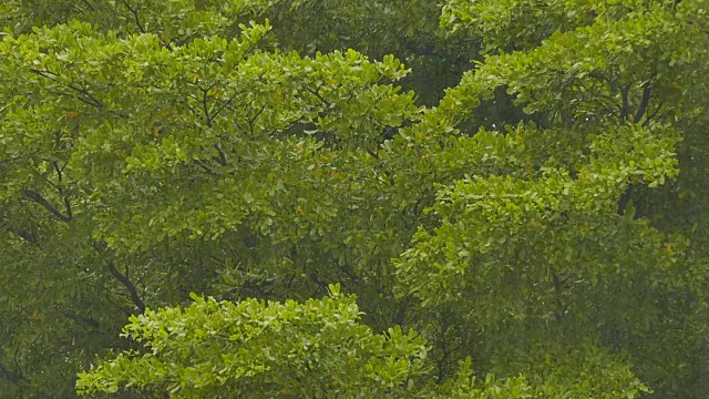 树和雨的选择焦点视频素材